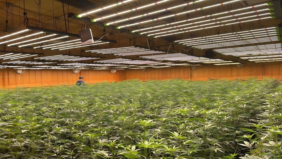 cannabis cultivation cannabis cultivation