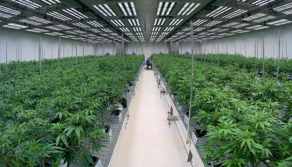 LED Grow lights LED Grow lights
